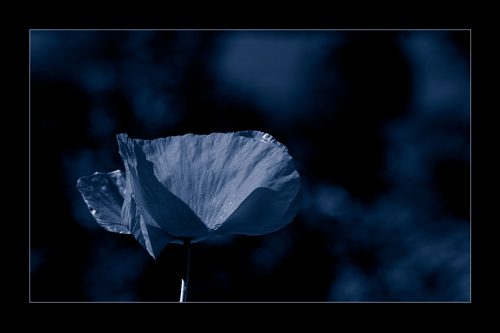 blue poppy seed II