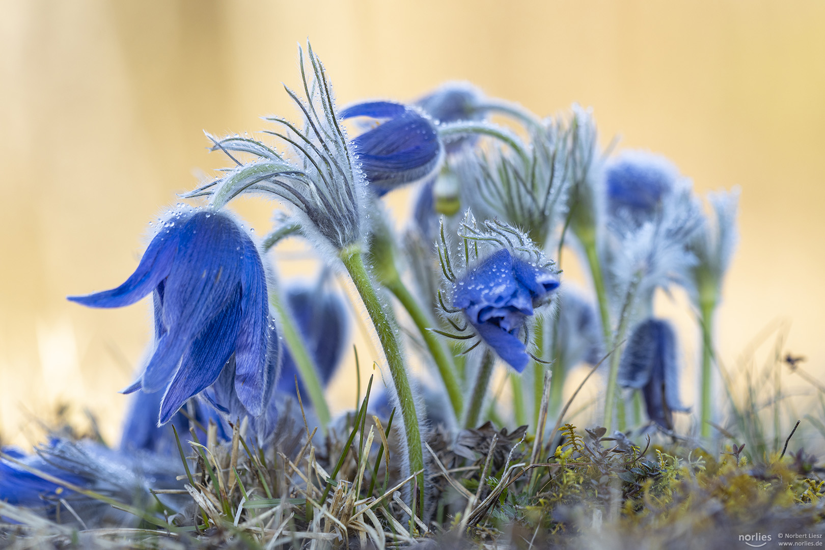 blue pulsatilla