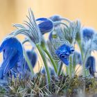 blue pulsatilla