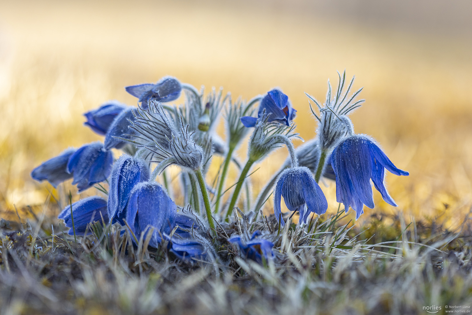 blue pulsatilla vulgaris