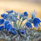 blue pulsatilla vulgaris