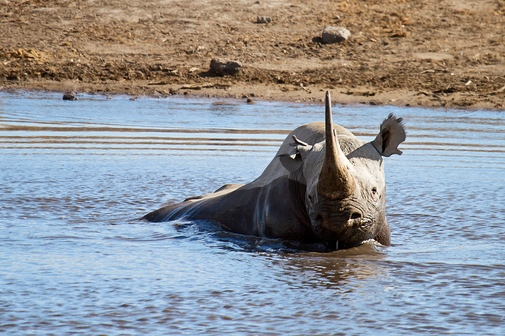 Blue Rhino oder Horn-Hippo???!?