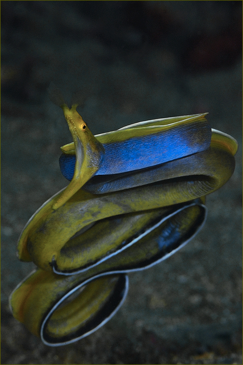 Blue ribbon eel