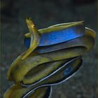 Blue ribbon eel