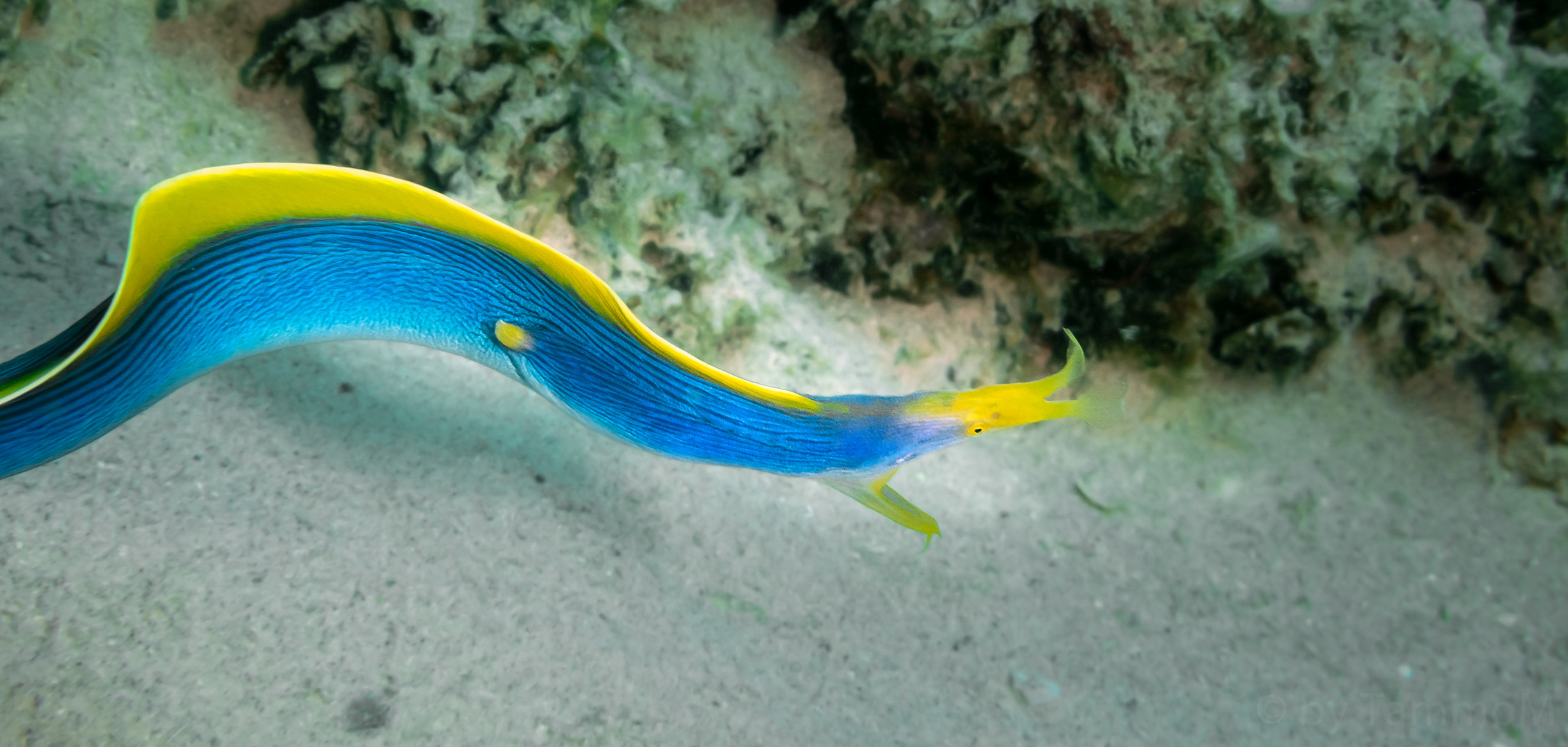 Blue Ribbon Eel