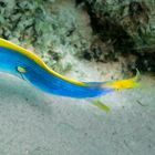 Blue Ribbon Eel