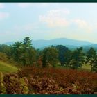 Blue Ridge Summer