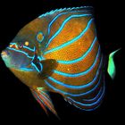 Blue Ringed Angelfish