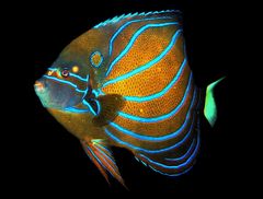 Blue Ringed Angelfish