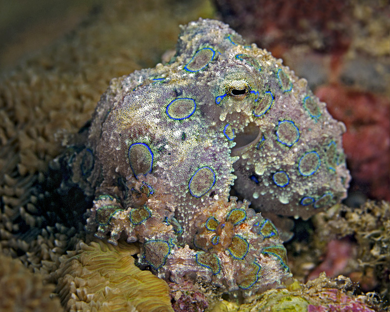 Blue-ringed Octopus