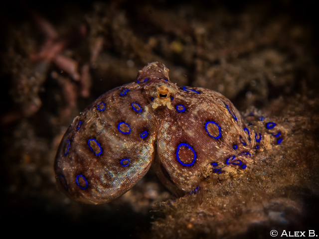 blue ringed Octopus