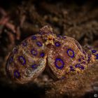 blue ringed Octopus