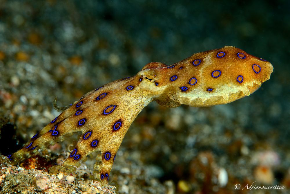 blue ringed octopus