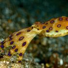 blue ringed octopus