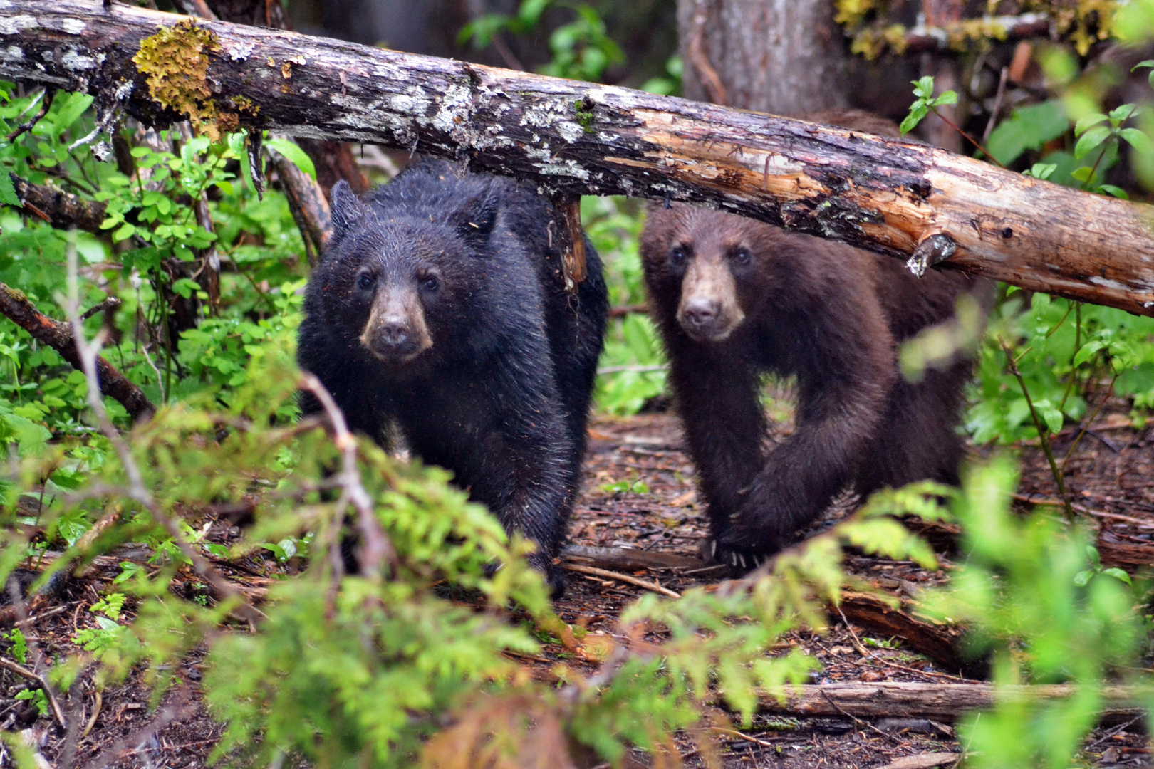 Blue River Lake, BC - Canada 2011 - Blackbear