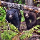 Blue River Lake, BC - Canada 2011 - Blackbear