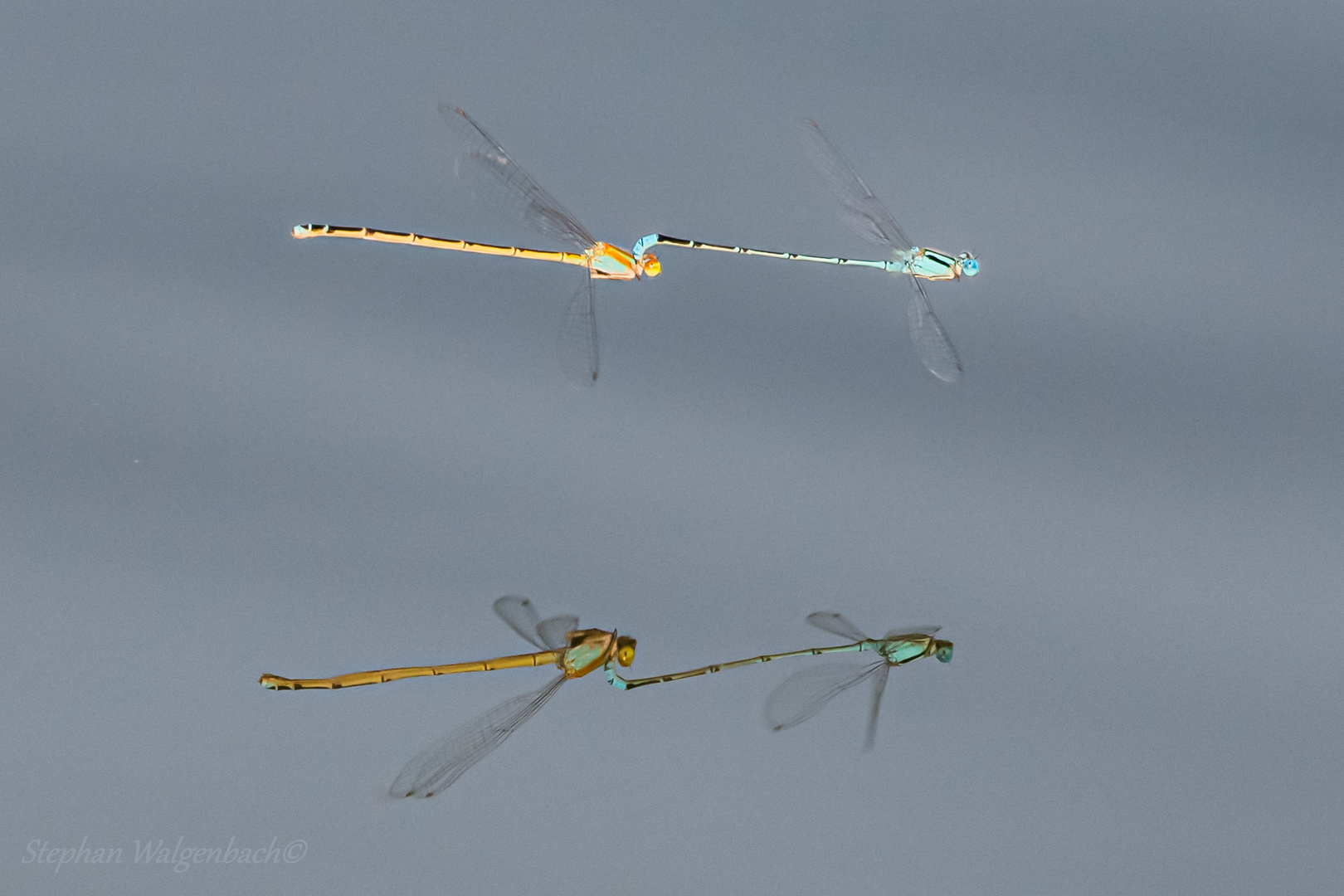  Blue Riverdamsel - Pseudagrion microcephalum