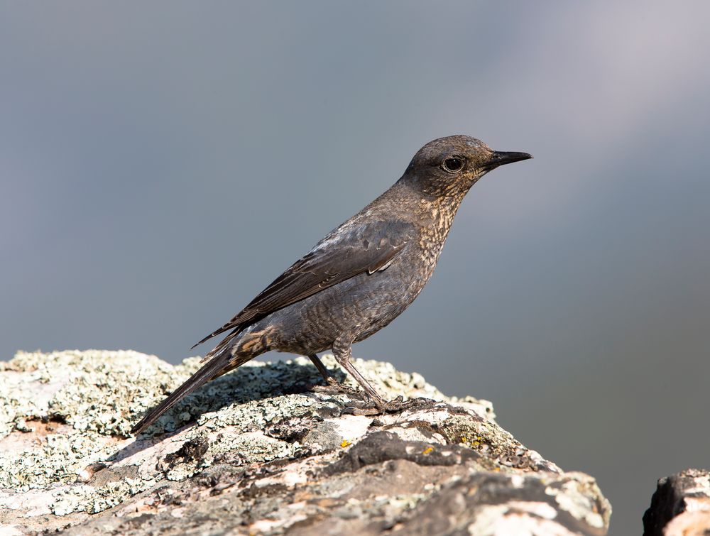 Blue Rock Thrush female