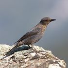 Blue Rock Thrush female