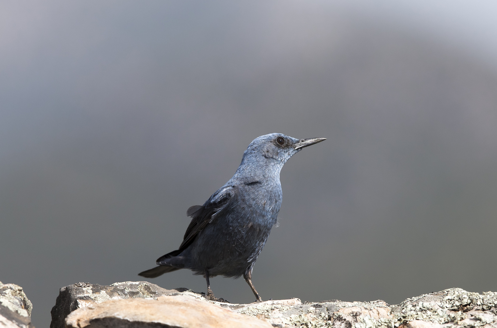 Blue Rock Thrush male