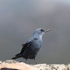 Blue Rock Thrush male