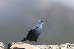 Blue Rock Thrush male