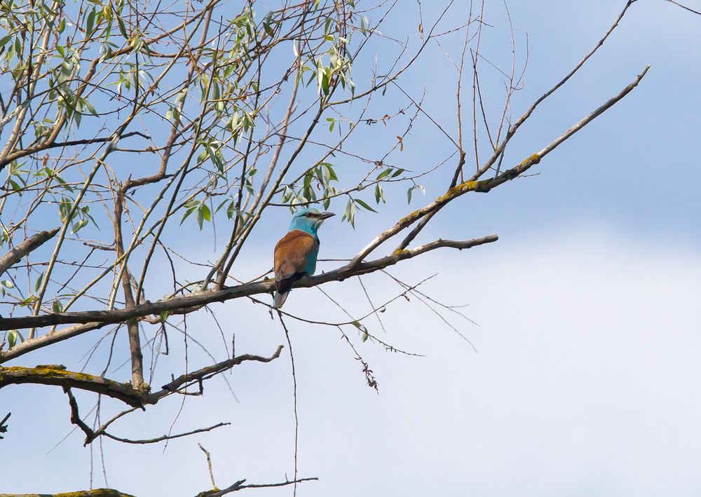 Blue Roller