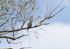 Blue Roller