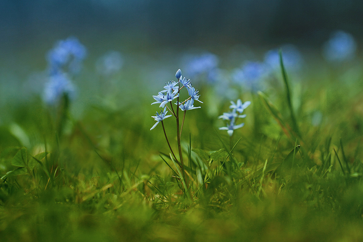 Blue romance