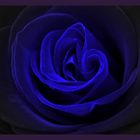 Blue Rose