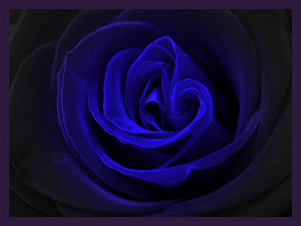 Blue Rose