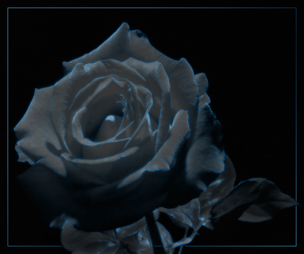 blue rose