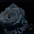 blue rose