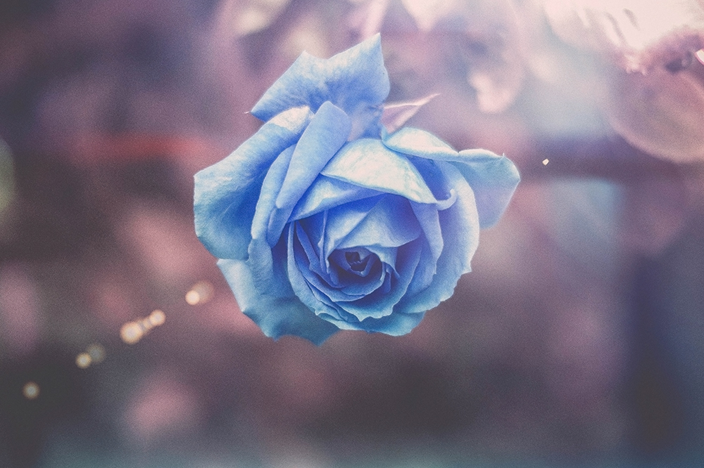 Blue rose