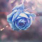 Blue rose