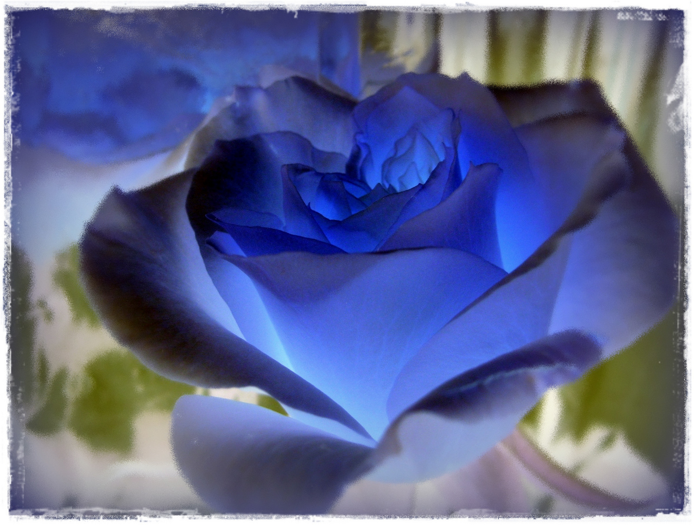 blue rose