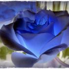 blue rose