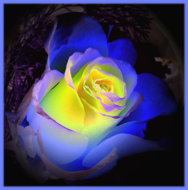 ... blue rose ...