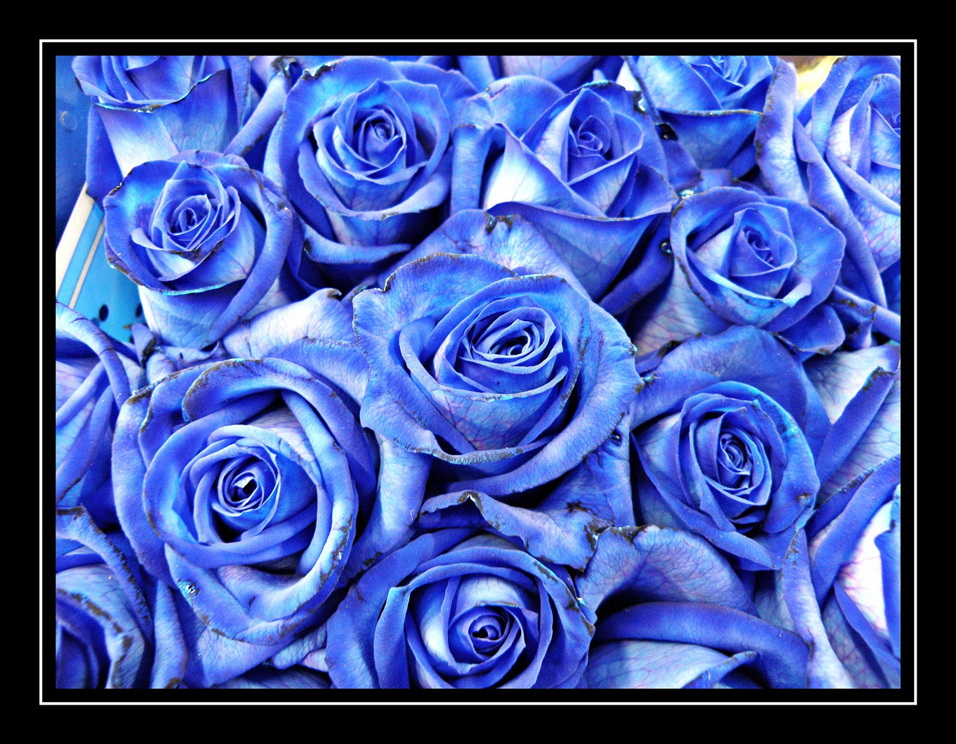 Blue Rose