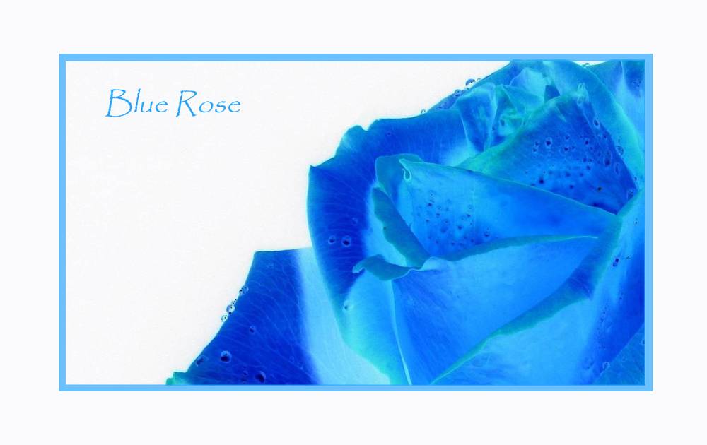 Blue Rose