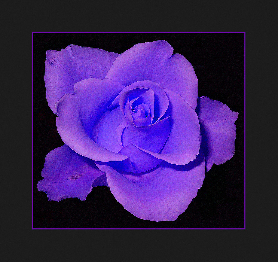 blue rose