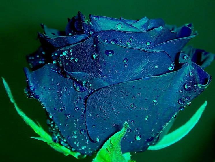 Blue Rose!