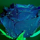 Blue Rose!