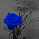 Blue Rose