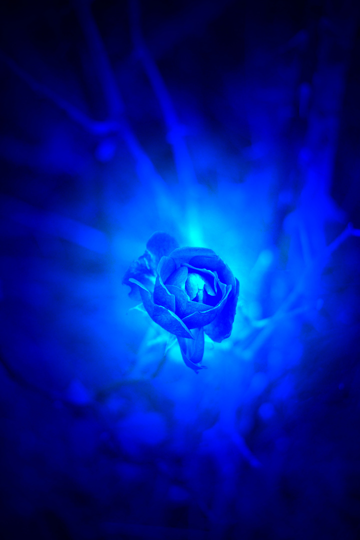 Blue Rose