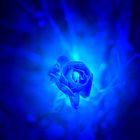 Blue Rose