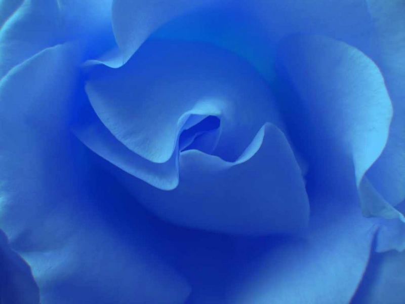 blue rose