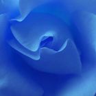 blue rose