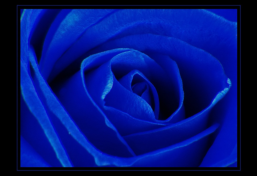 ... blue rose ...