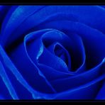 ... blue rose ...